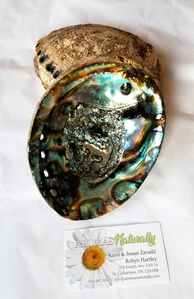 Abalone Shell ~ Large