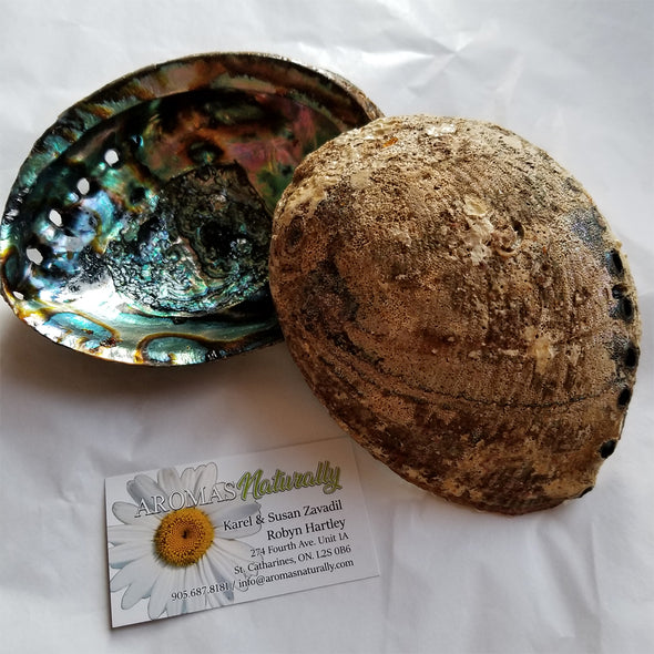 Abalone Shell ~ Large