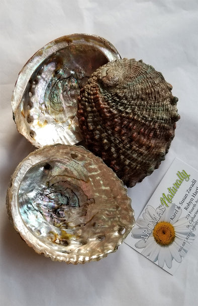 Abalone Shell ~ Medium