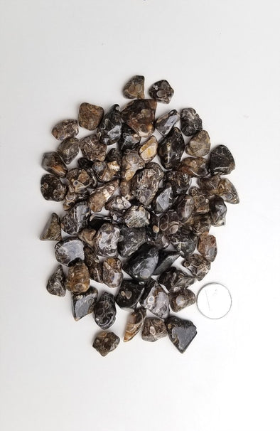 Tumbled Gemstones - Turritella Agate